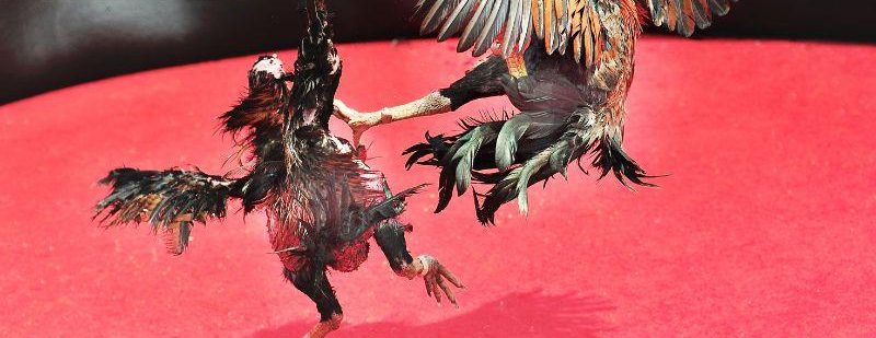 Hàng loạt loại hình chọi kê hấp dẫn đang được 78win com cung cấp