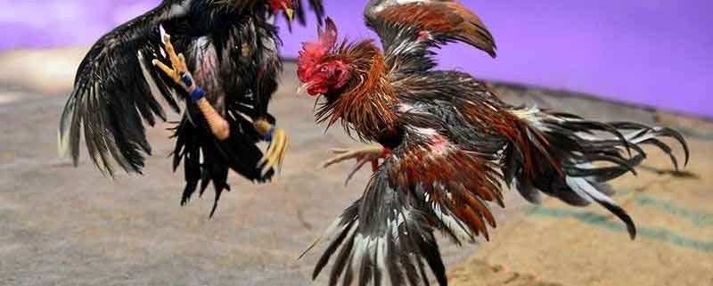 Giới thiệu về đá gà trực tiếp 88 làm mưa làm gió hiện nay