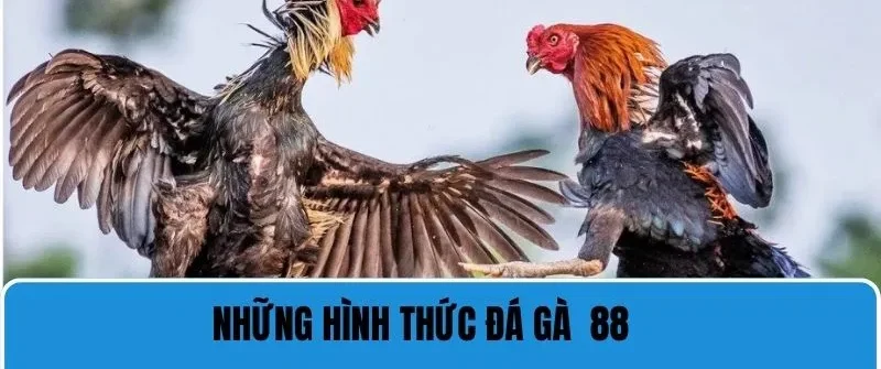 Trực Tiếp Đá Gà 88 - Trải Nghiệm Chất Lượng Cá Cược Đỉnh Cao 6 Giới thiệu từng hình thức trực tiếp đá gà 88